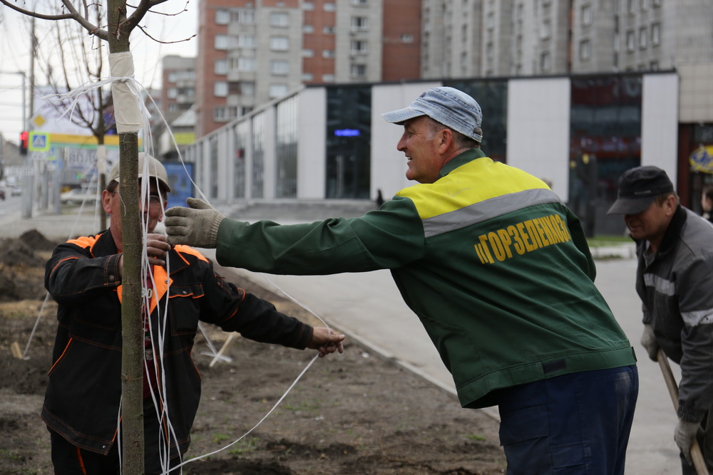 Высадка лип на Вокзальной магистрали. Май 2022 года