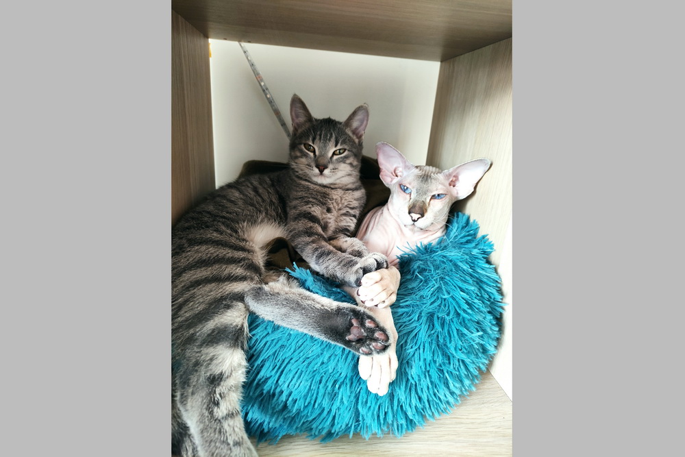 Черчилль и Оливия