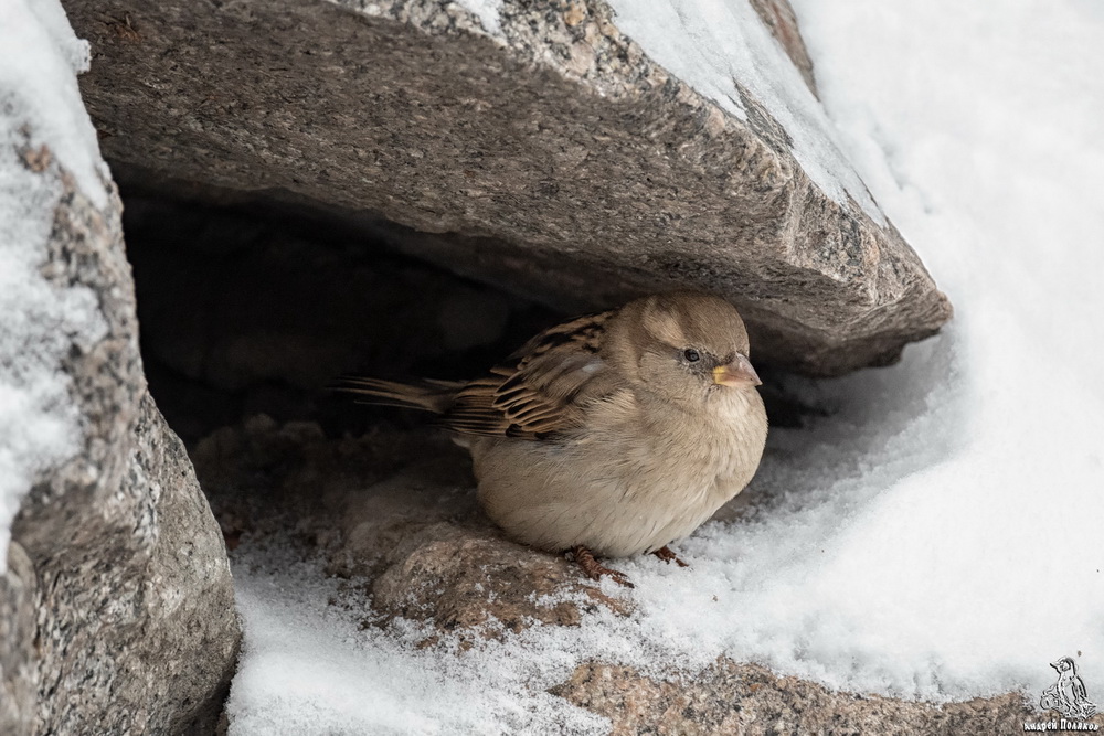 Мы зимовать в горах решили с мужем, Он полетел позвать орла на ужин, А я в пещере нашей создала уют — Здесь до весны нашли мы свой приют...