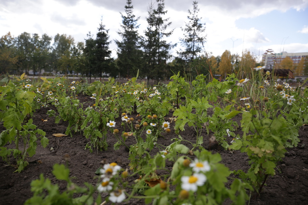 Затулинский дисперсный парк. Сентябрь 2020 года