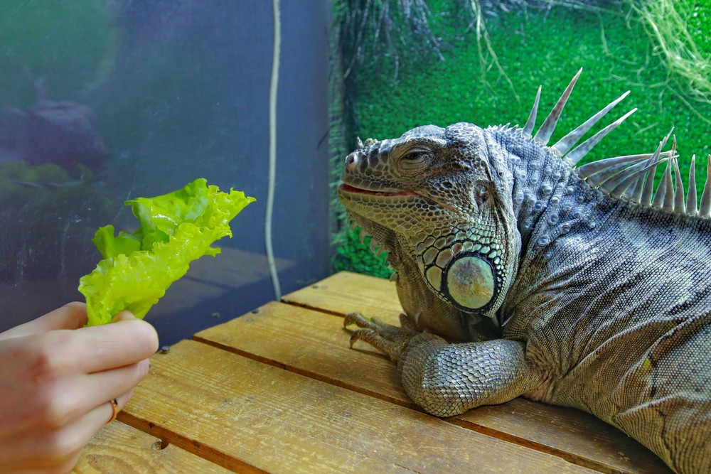 Игуана Леонид