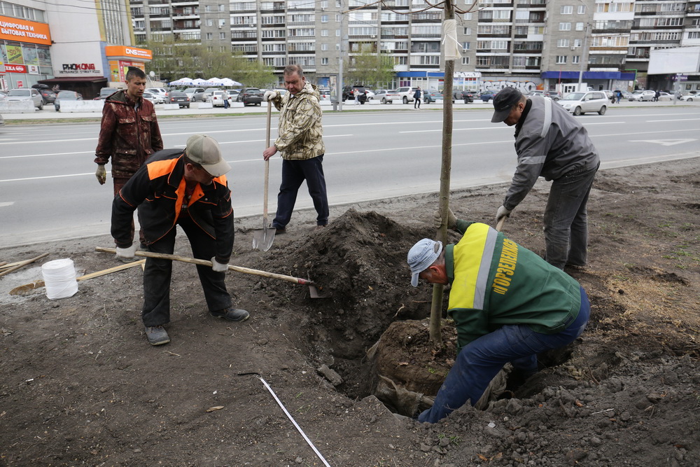 Высадка лип на Вокзальной магистрали. Май 2022 года