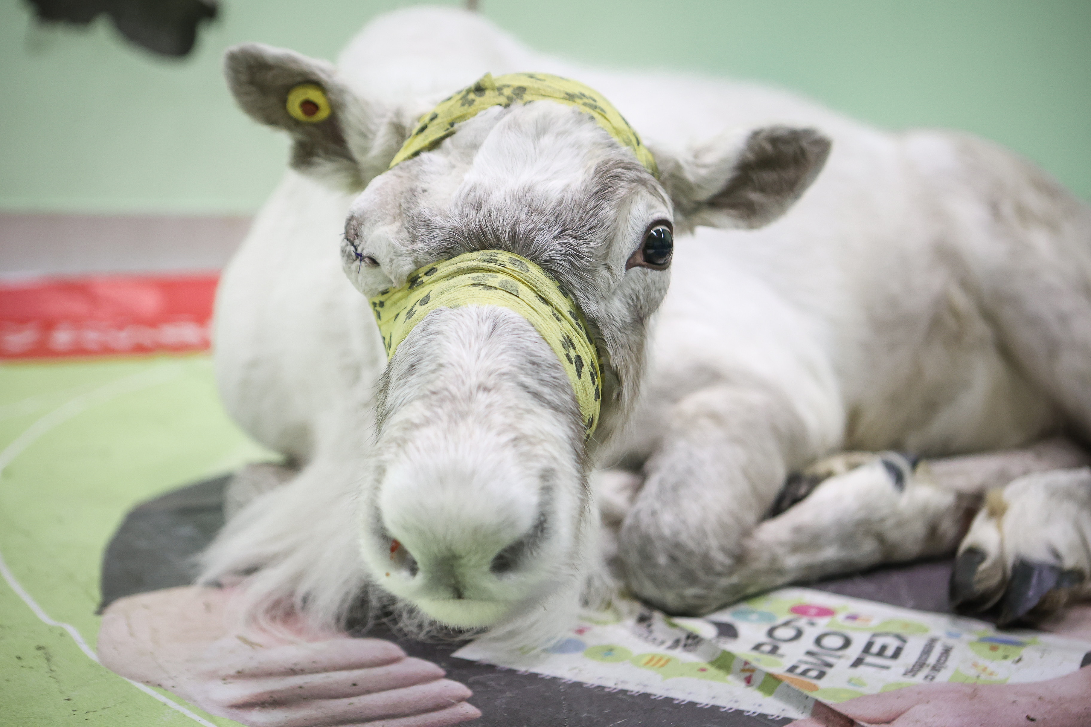 Северный олень Назым