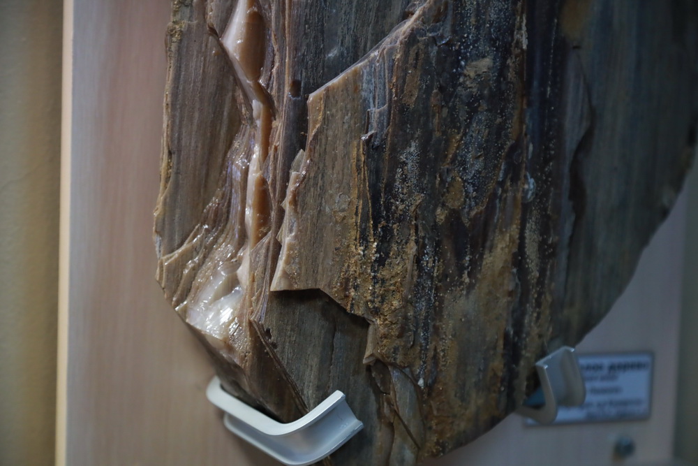 Окаменелое дерево