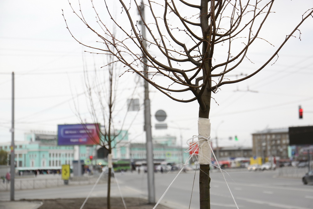 Высадка лип на Вокзальной магистрали. Май 2022 года