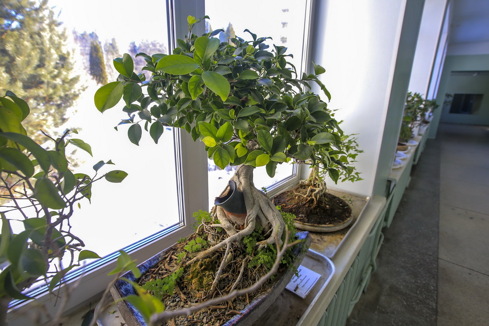 Кадочные бонсаи