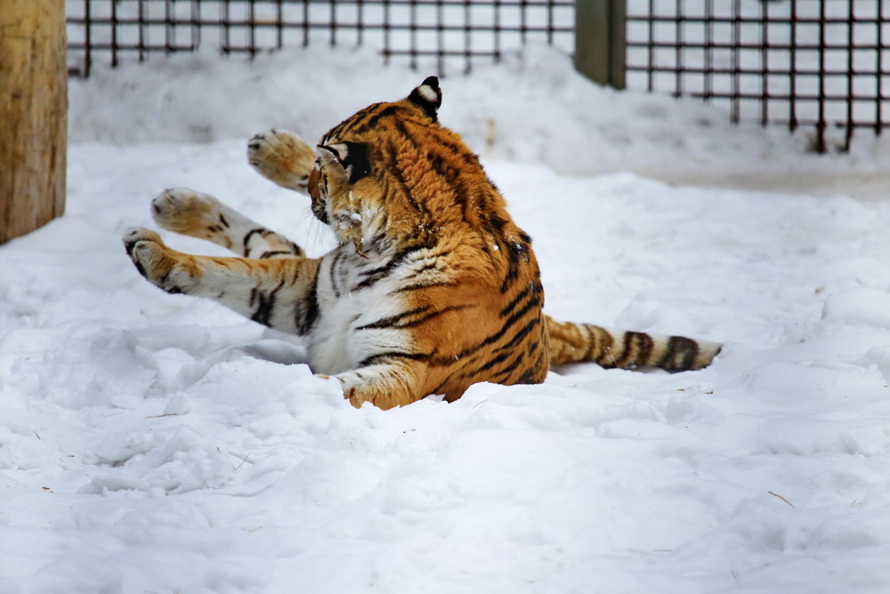 Амурская тигрица Лапа