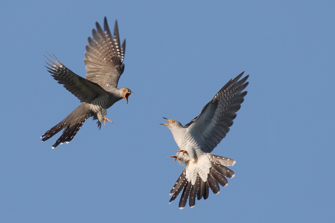 Обыкновенная кукушка (Cuculus canorus). Вес — 80-190 г, длина — 32-34 см, размах крыльев — 55-65 см