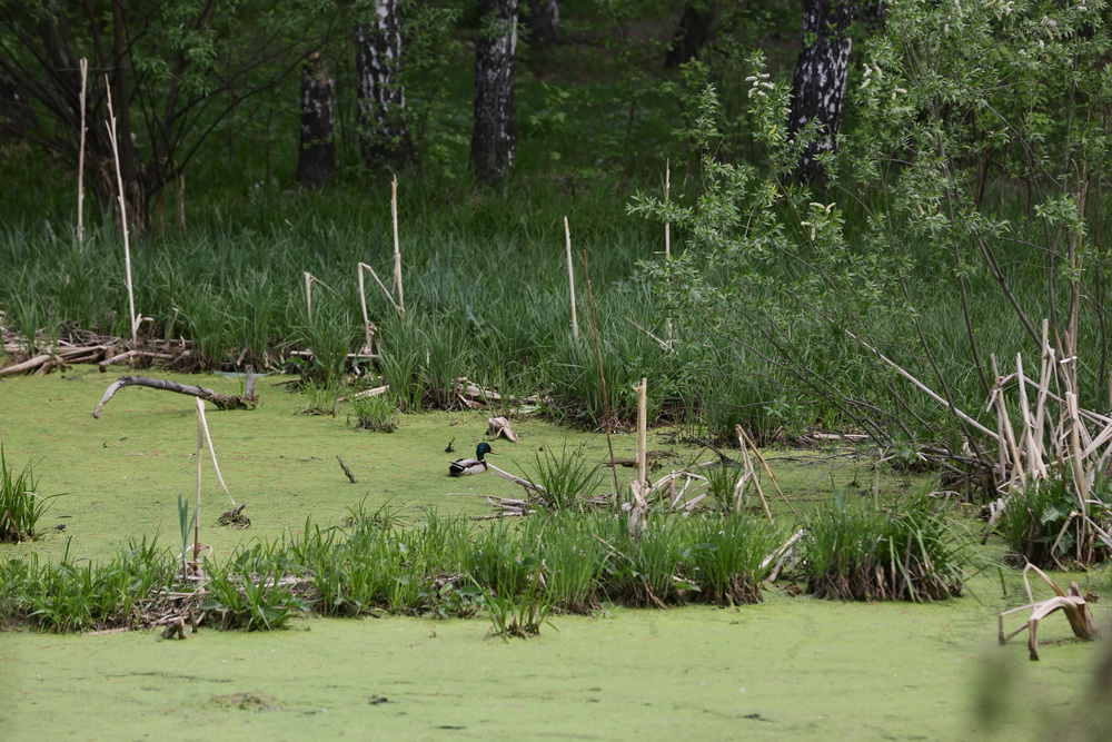 Территория будущего парка в пойме Каменки. Май 2022 года