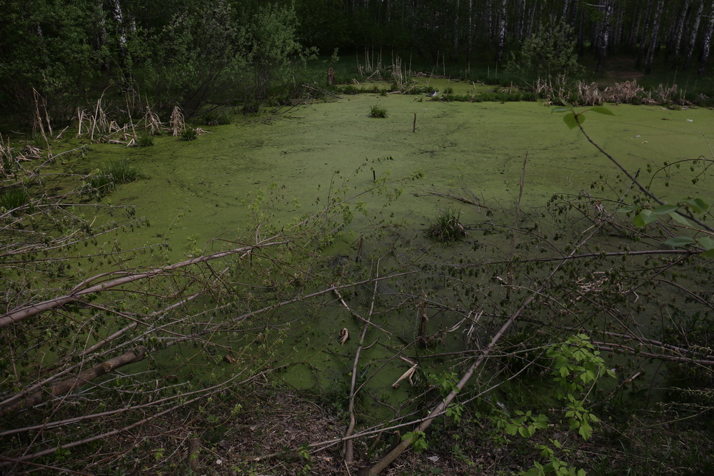 Территория будущего парка в пойме Каменки. Май 2022 года