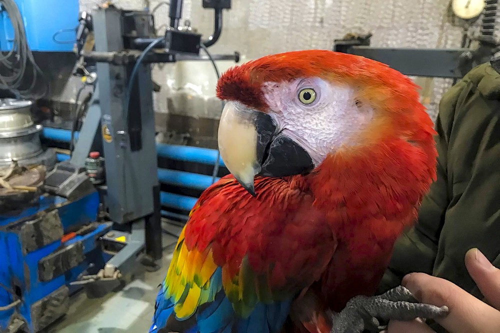 Попугай Оля