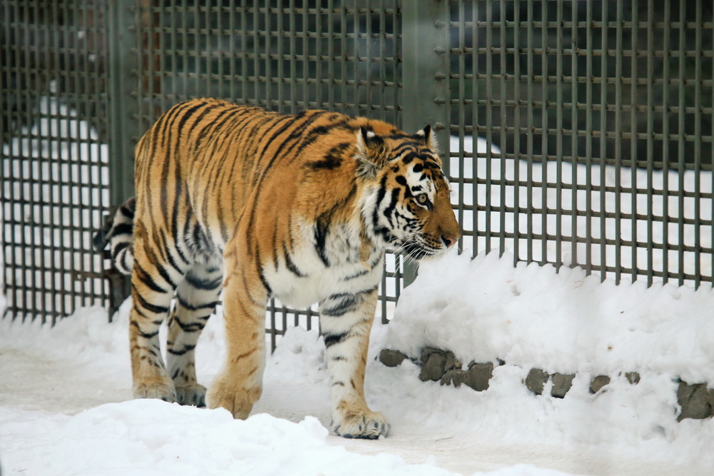 Амурский тигр Максимус