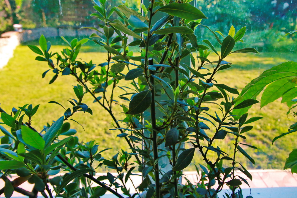 Лавровый лист