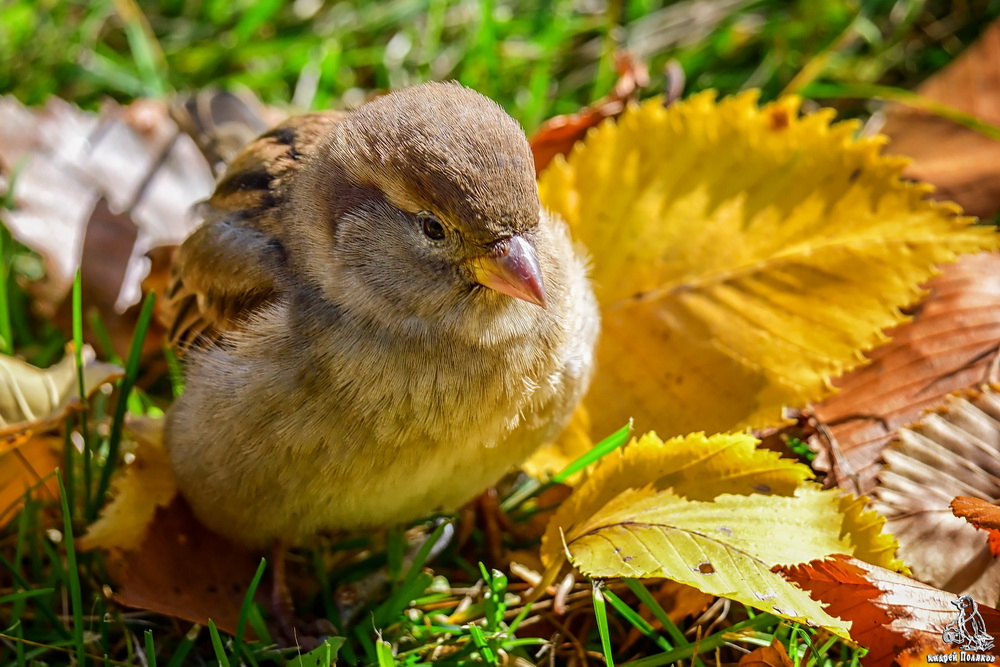 Осеннего очарования сковал меня гипноз... А может, это лень-голубушка и мой авитаминоз?