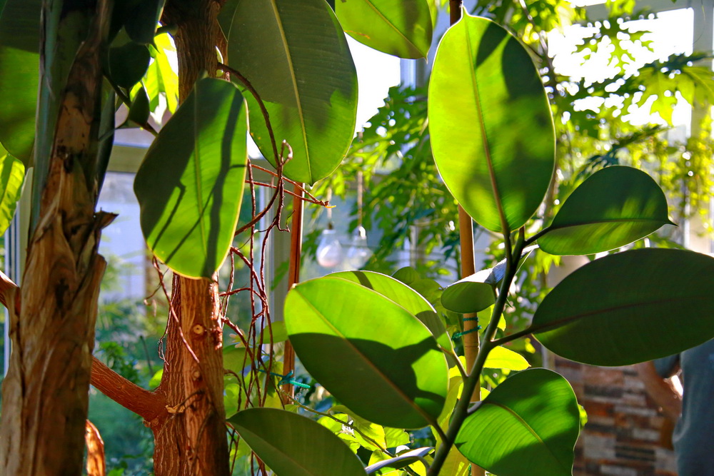 Фикус домашний