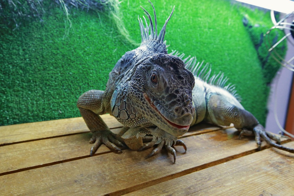 Игуана Леонид