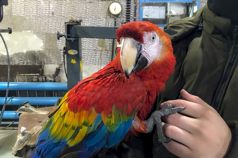 Попугай Оля