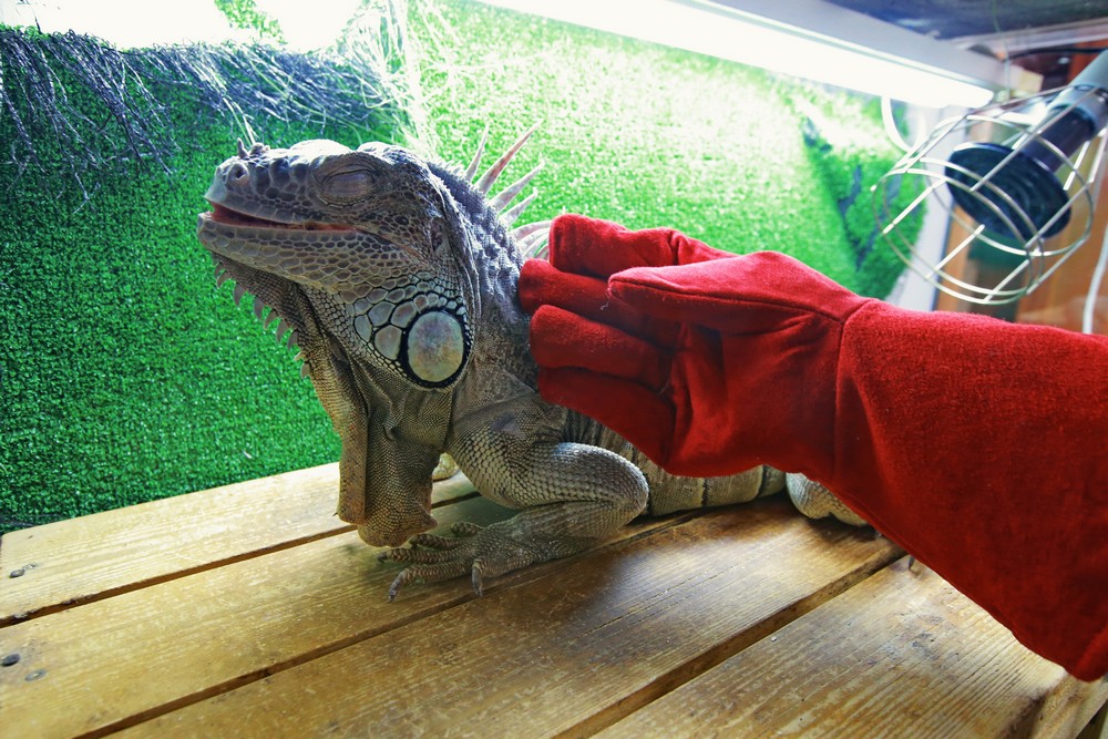 Игуана Леонид