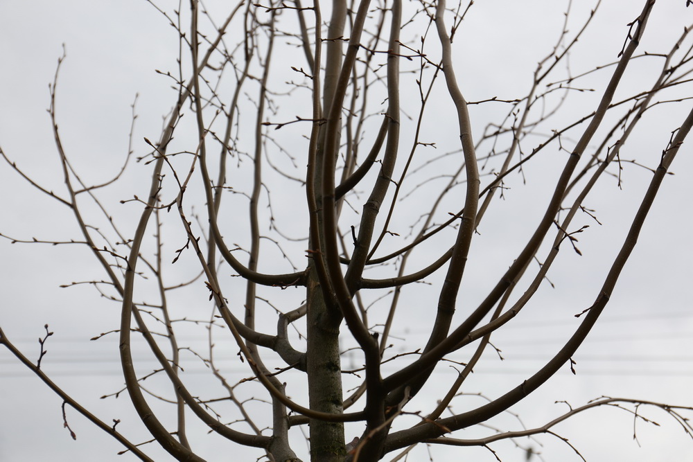 Высадка лип на Вокзальной магистрали. Май 2022 года