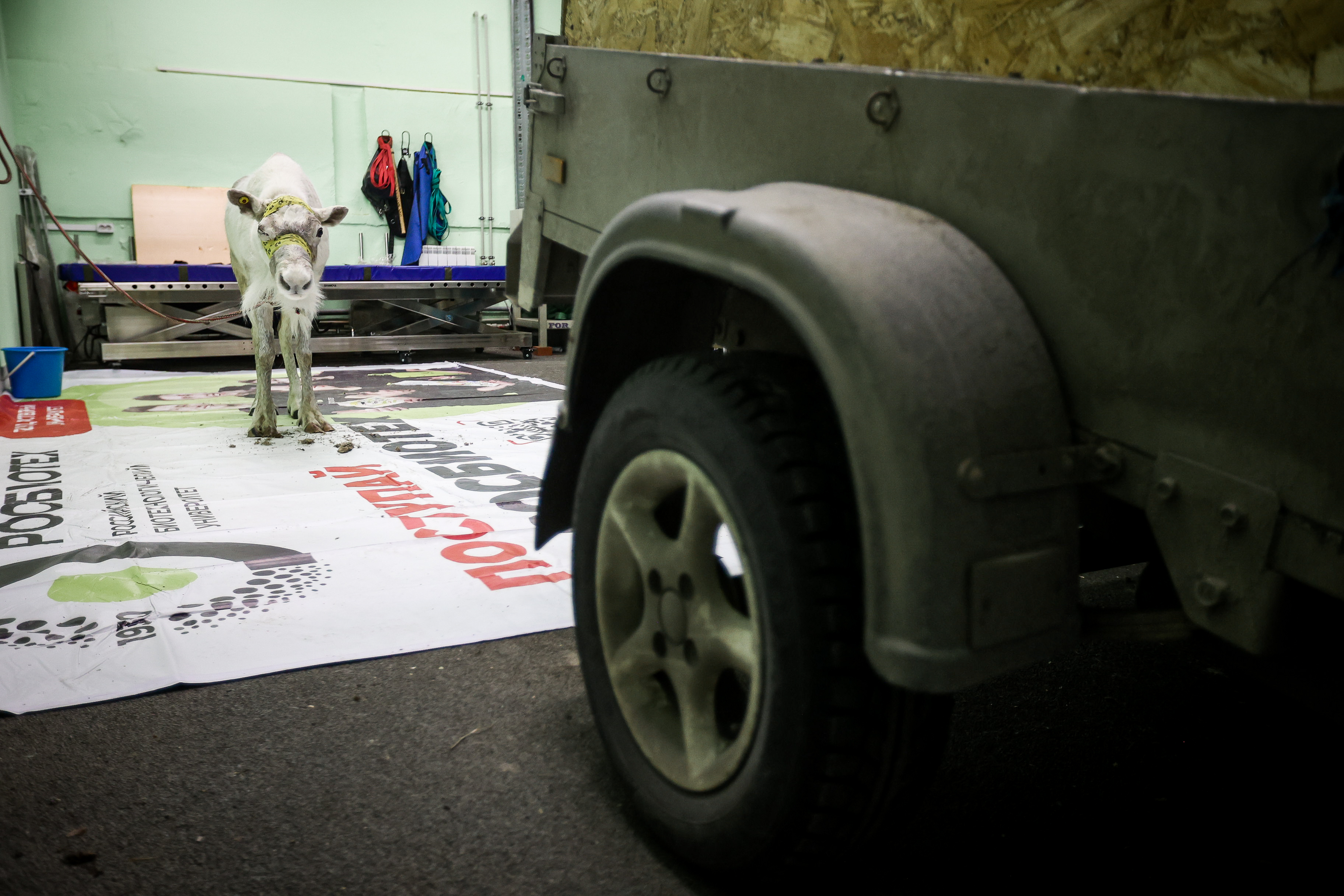 Северный олень Назым