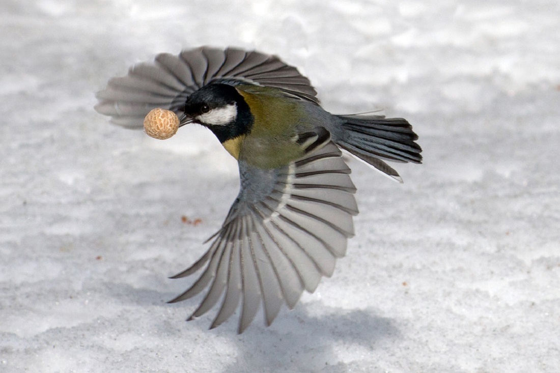 Большая синица (Parus major). Вес — 14-21 г, длина — 13-17 см, размах крыльев — 22-26 см