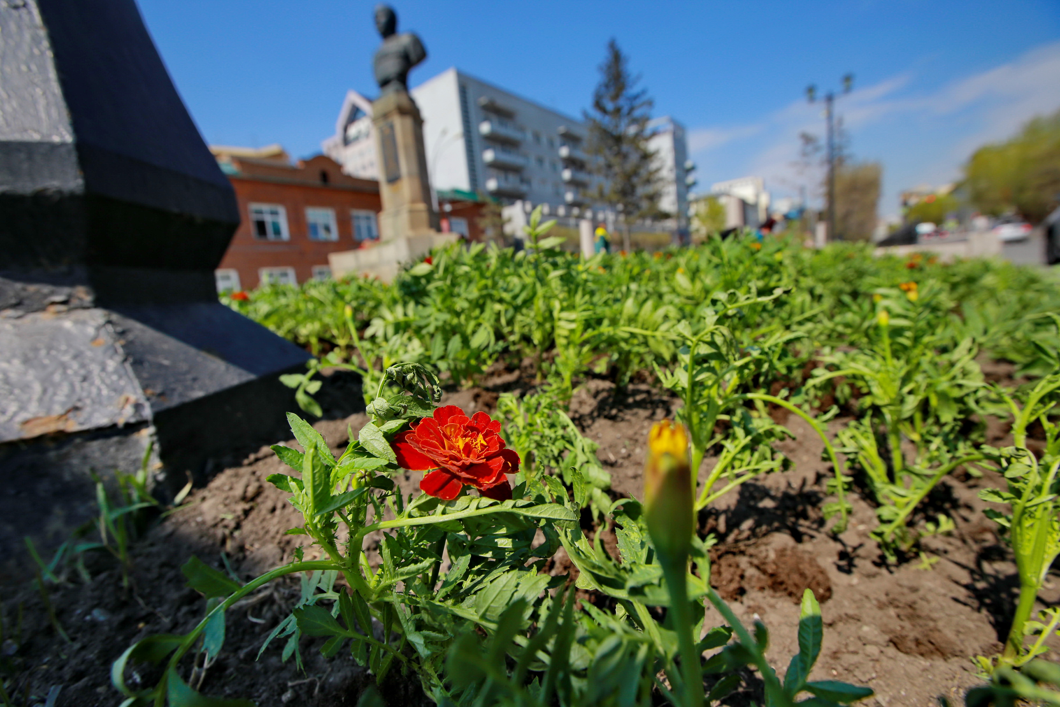 Ярко-красные бархатцы высадили у памятника Покрышкину в Новосибирске