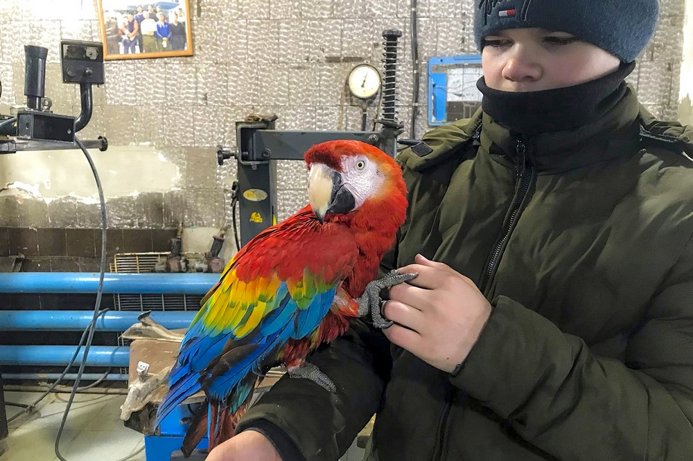 Попугай Оля