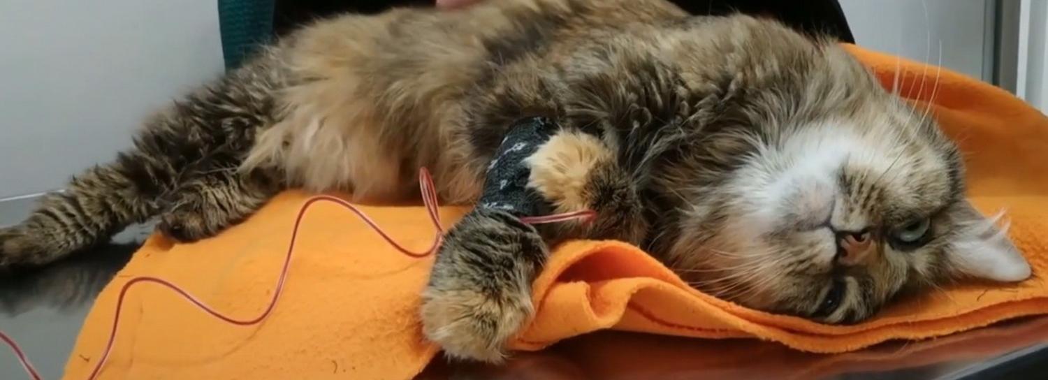 Четвероногие доноры: как одни животные спасают жизнь другим