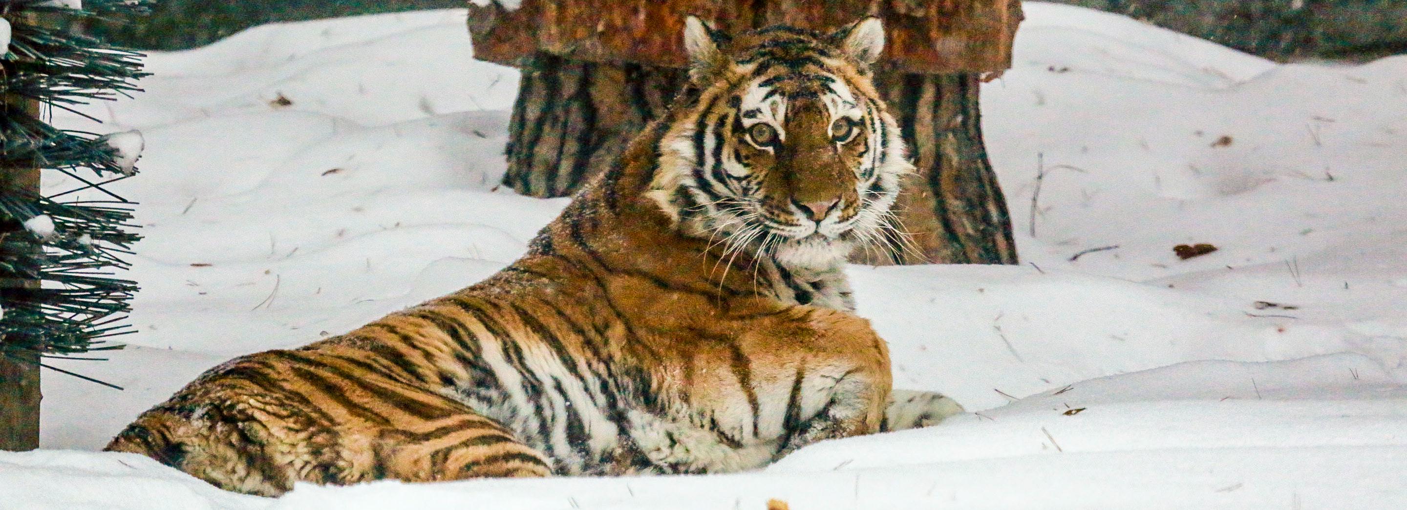 Кому не спится: чем занимаются животные в зоопарке зимой