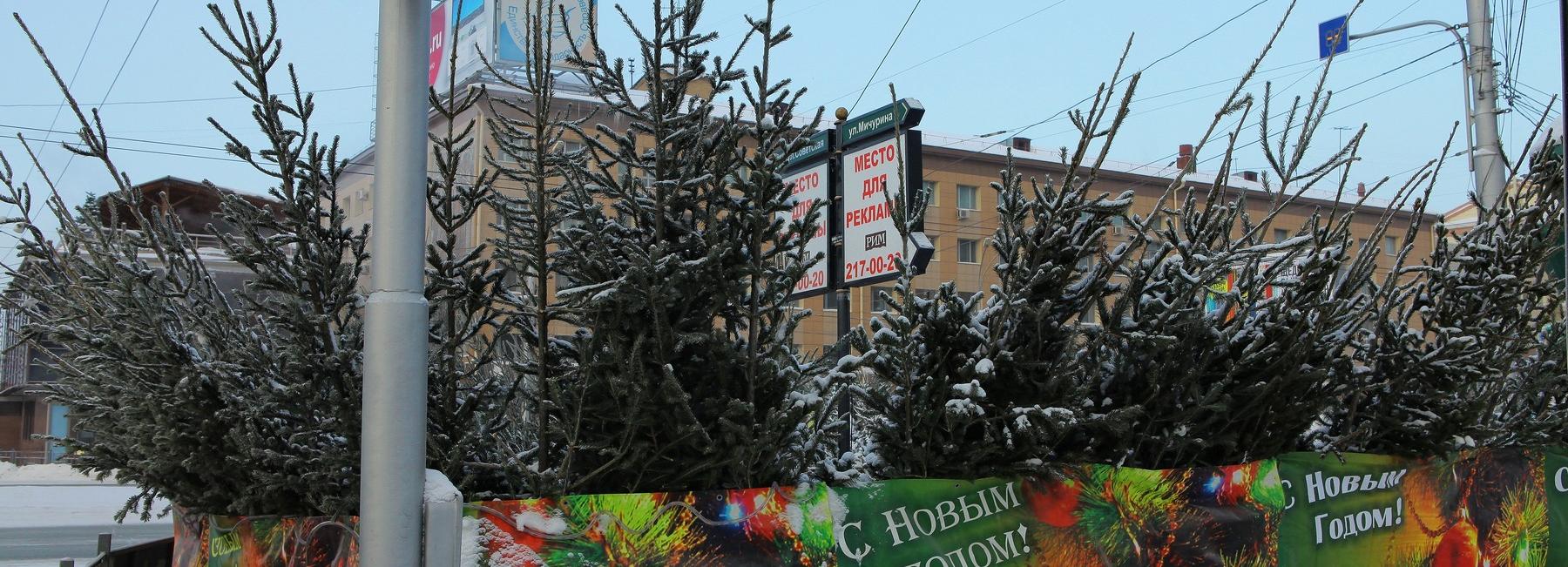 Первую партию из 2500 новогодних деревьев привезли в Новосибирск