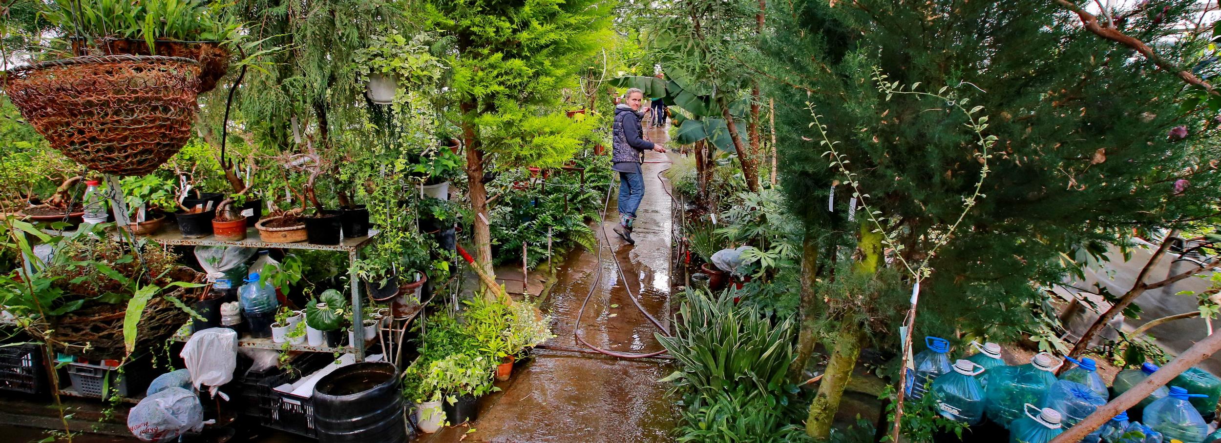 Рыбью мяту, китайскую брокколи и момордику «Гоша» вывели в ботсаду СО РАН