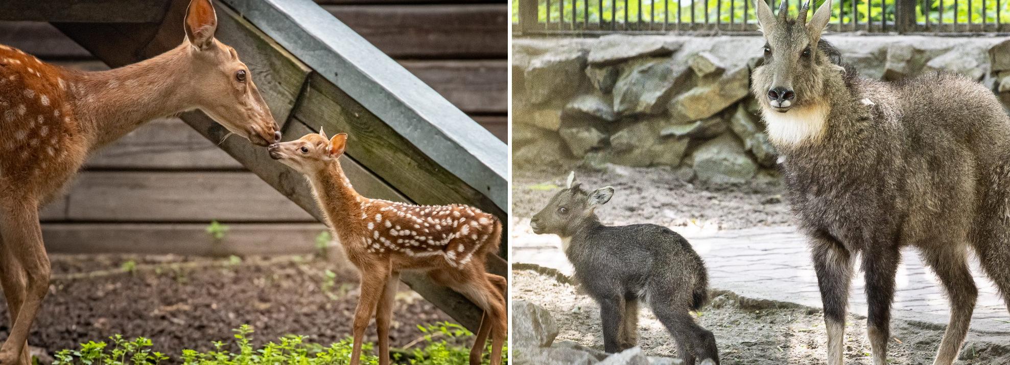 Дюжина детёнышей родилась у копытных в Новосибирском зоопарке