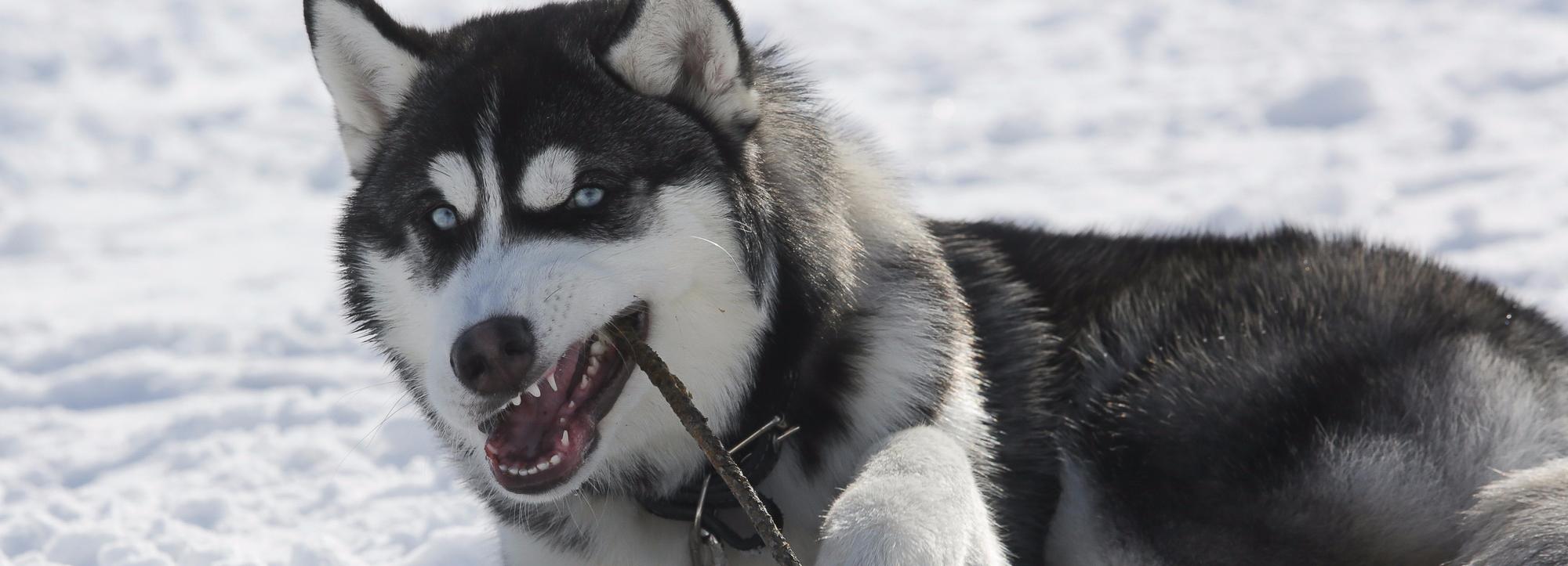 Хаски и лабрадора в квартире лучше не заводить — хендлер Ольга Телешова