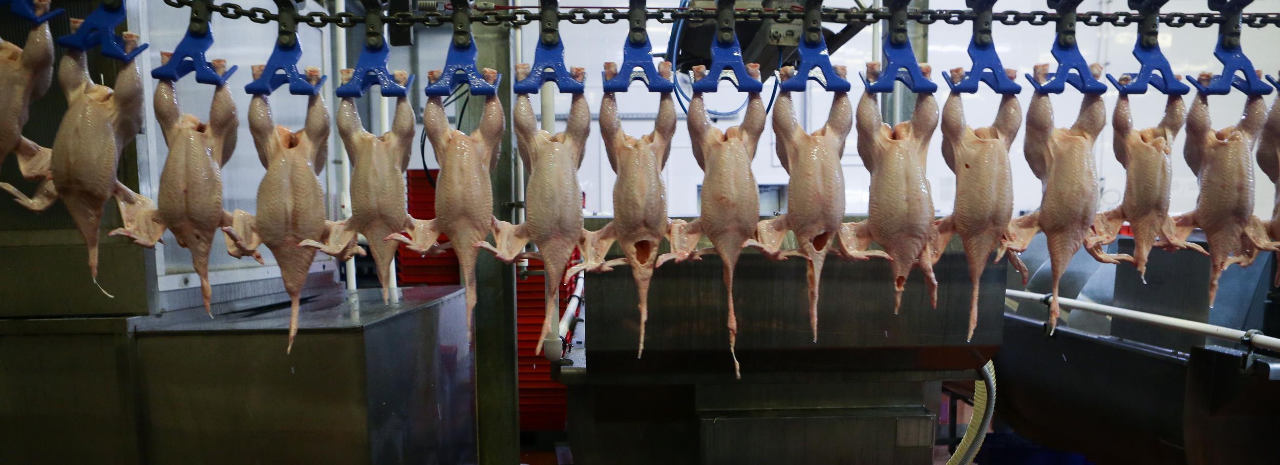 Птицефабрика загрязнила нитратами землю под Новосибирском