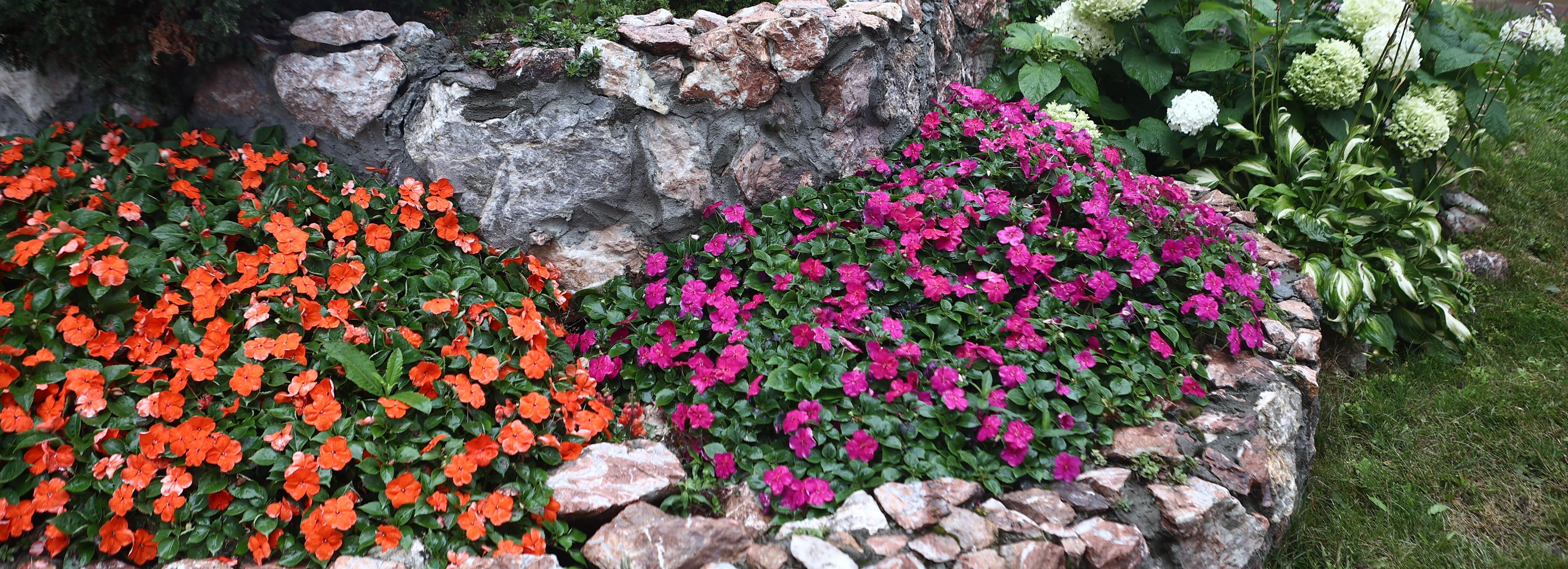 Конкурс на самую красивую клумбу Новосибирска: Шевченко, 15