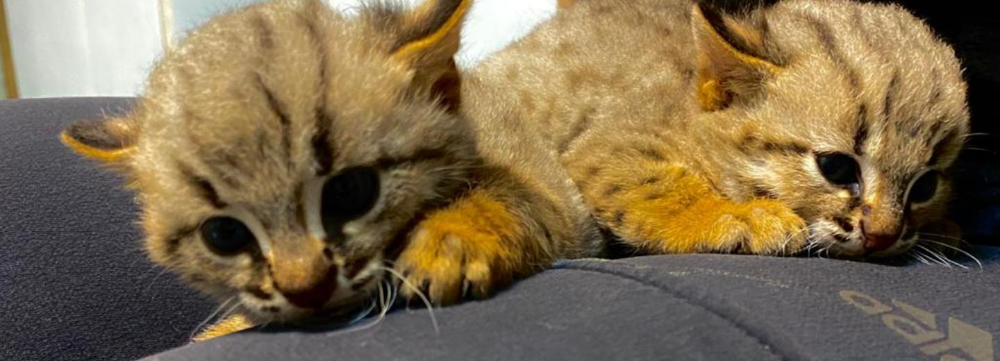 Самые пугливые в мире кошки принесли потомство в Новосибирском зоопарке