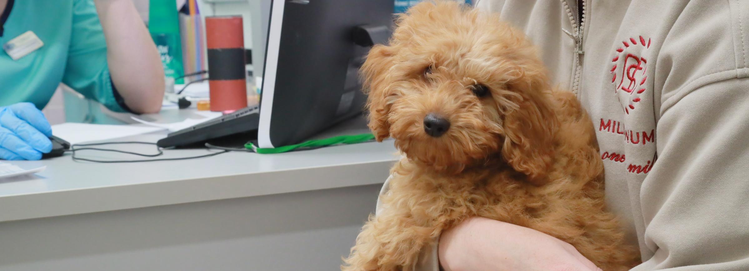 Необычную экскурсию в ветклинику устроили для детей в Новосибирске