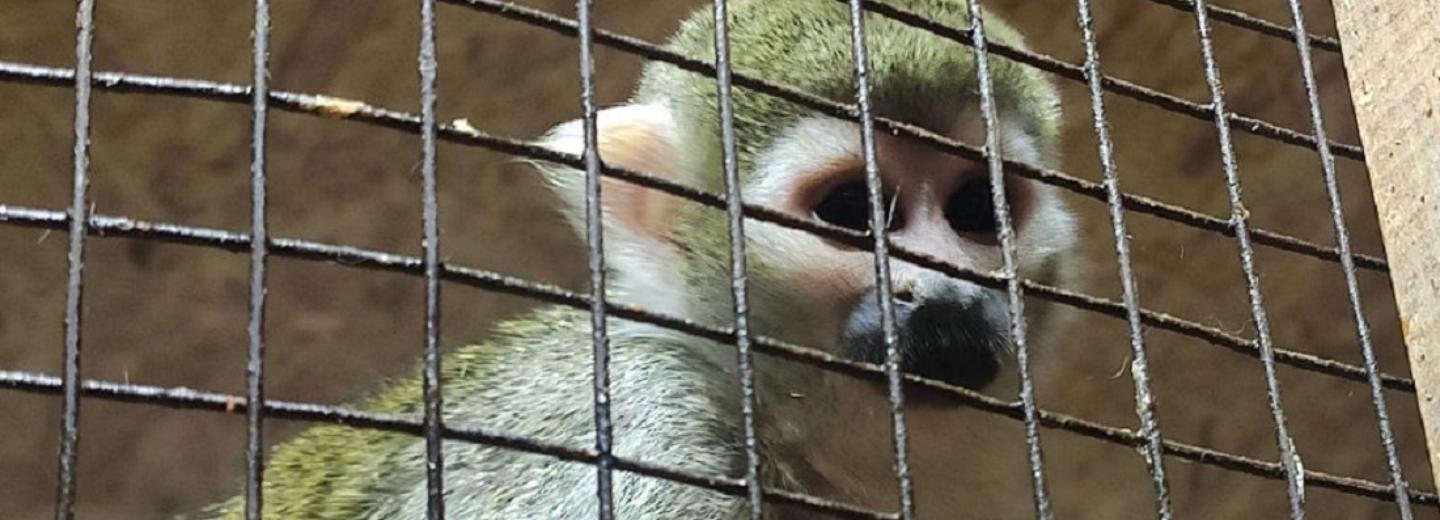 Маленькая экзотическая обезьянка приехала на Затулинку создавать стаю