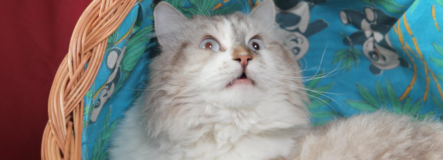 Депутаты предложили чипировать всех собак и кошек в Новосибирске