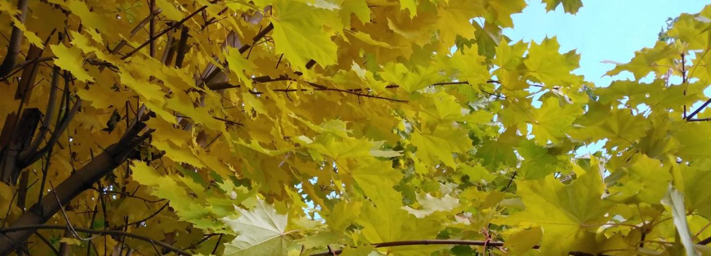 Сквер сибирских писателей открыли в Новосибирске