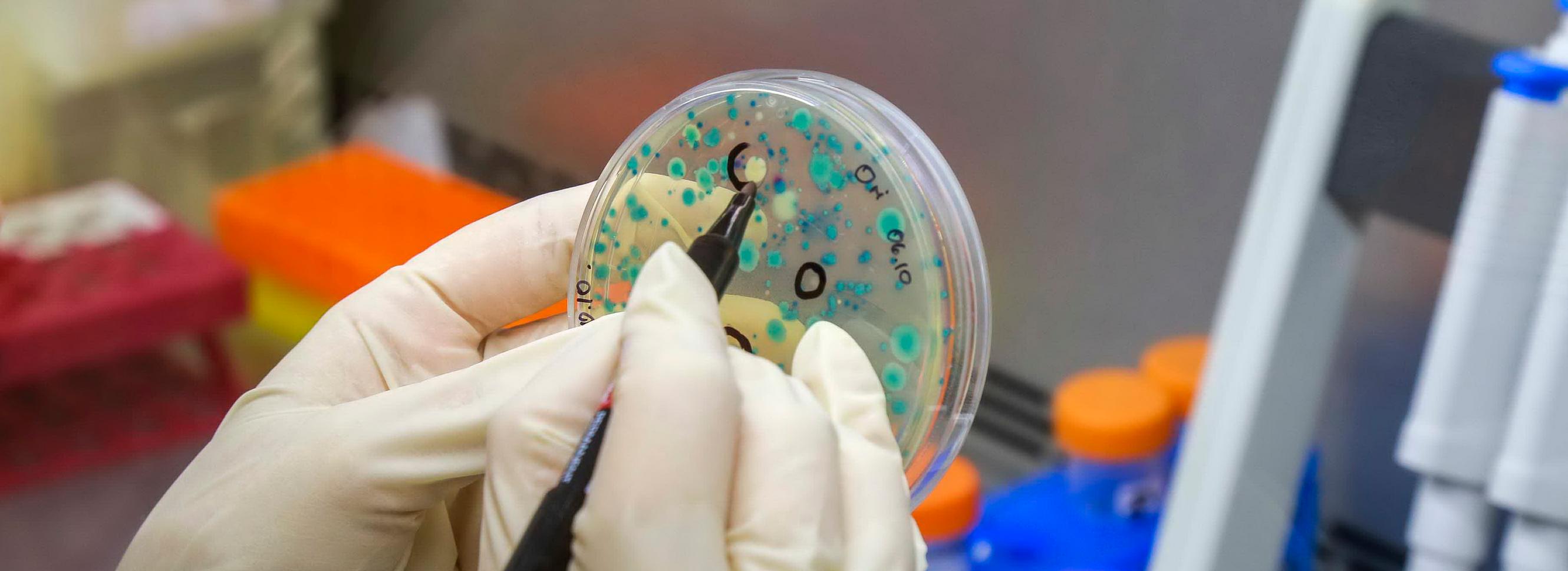 Лекарство от неприятного пневмовируса разрабатывают новосибирские химики