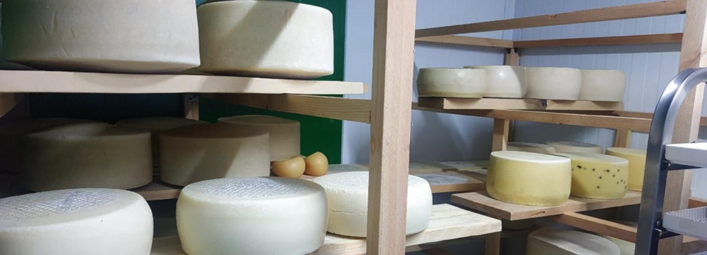 С трюфелем, перцем и черёмухой: как делают крафтовые сыры в Новосибирске