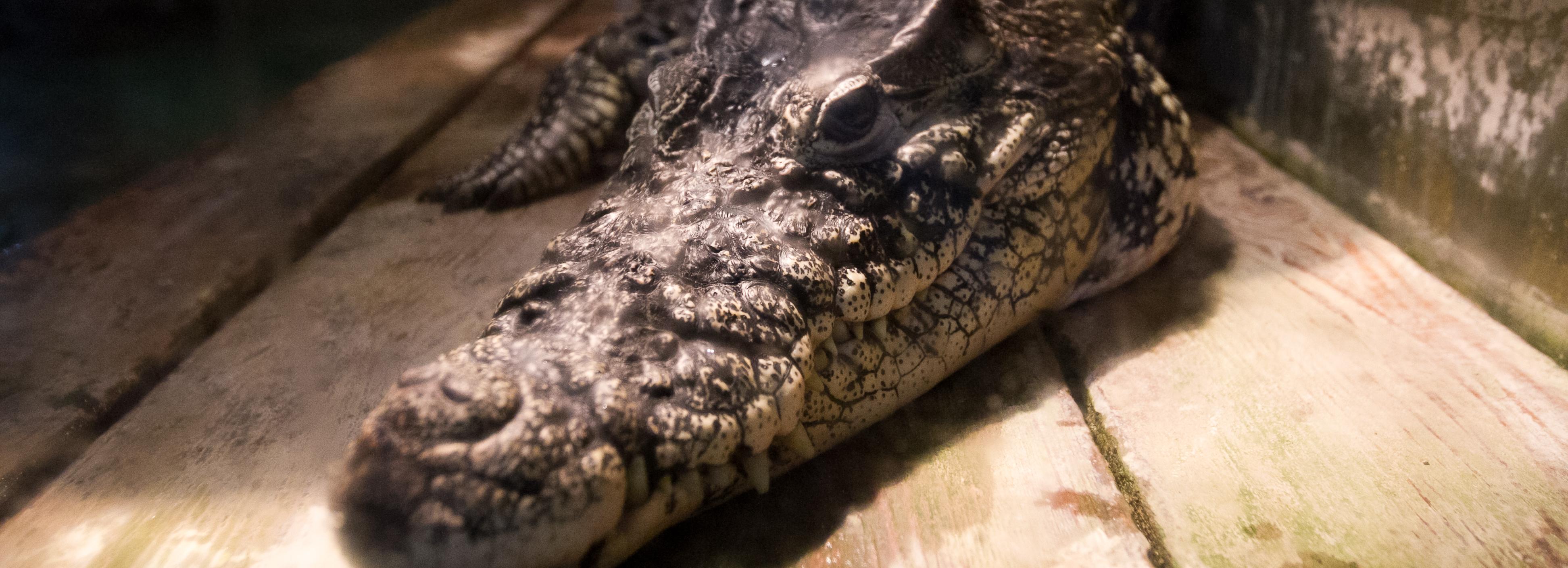 Голова крокодила не прошла через «зелёный» коридор в Новосибирске