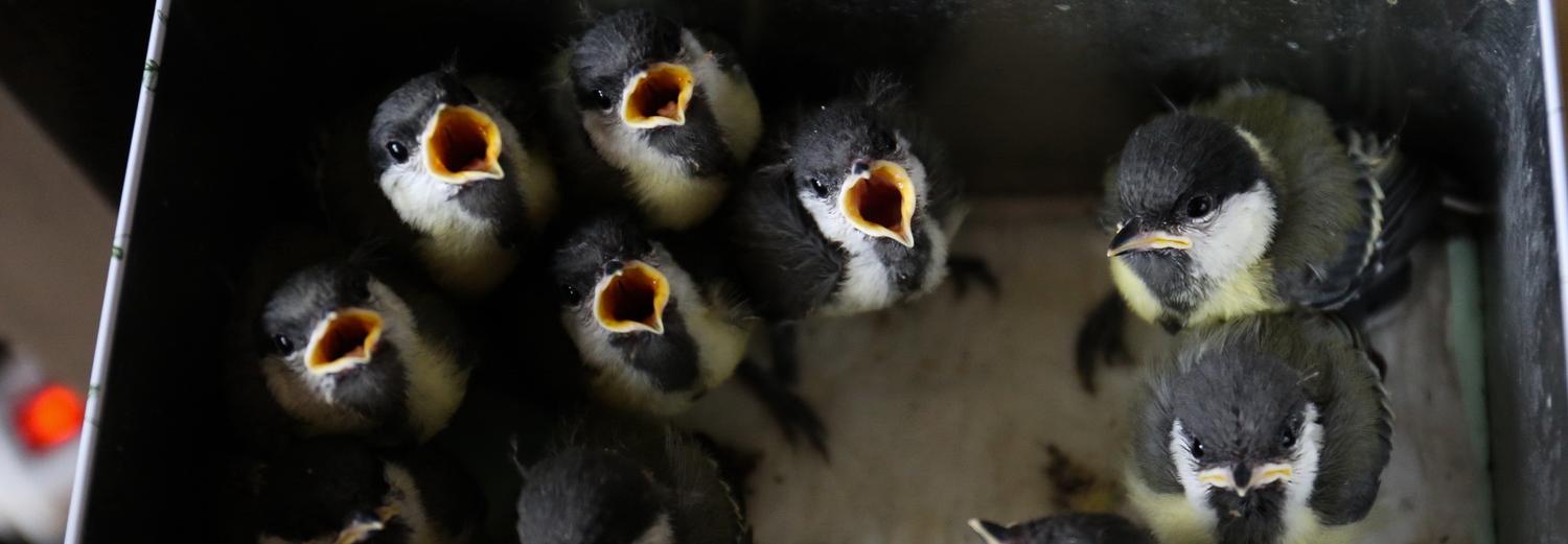 Новосибирские школьники сдают макулатуру и покупают корм для птиц