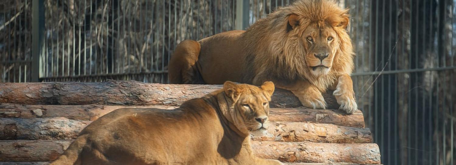 Львов сняли с самоизоляции в Новосибирском зоопарке