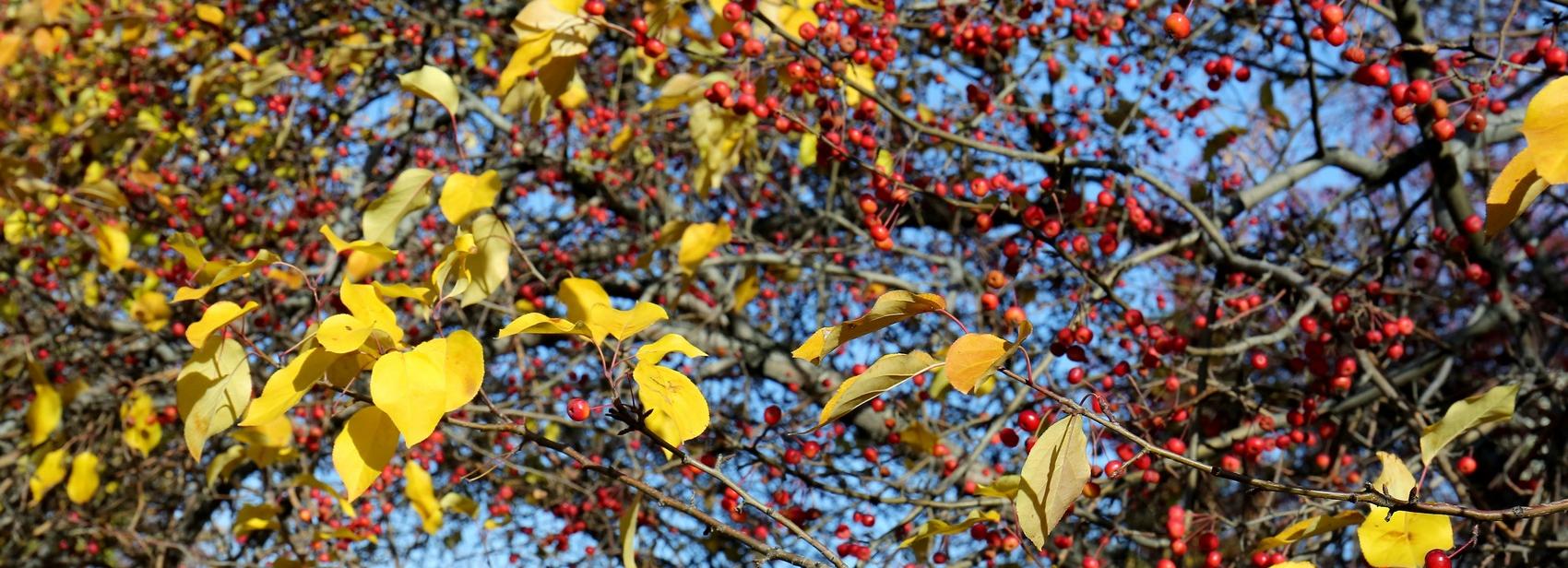 Похороны мухи устраивали девушки в день осеннего равноденствия