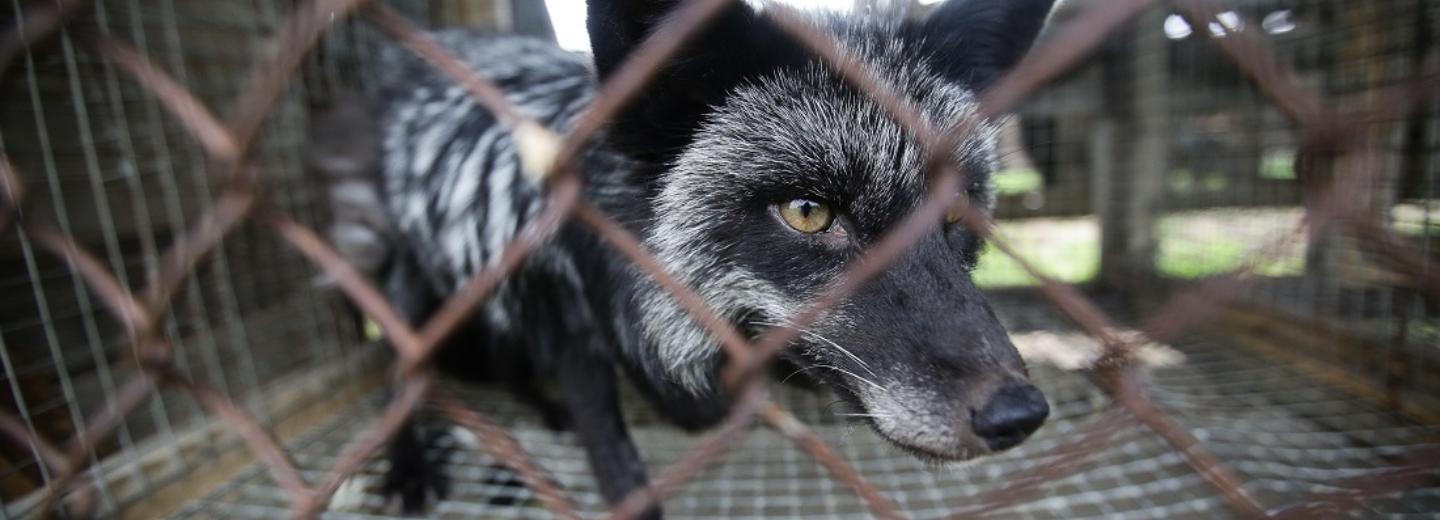 Избыток витамина А разозлил новосибирских лисиц