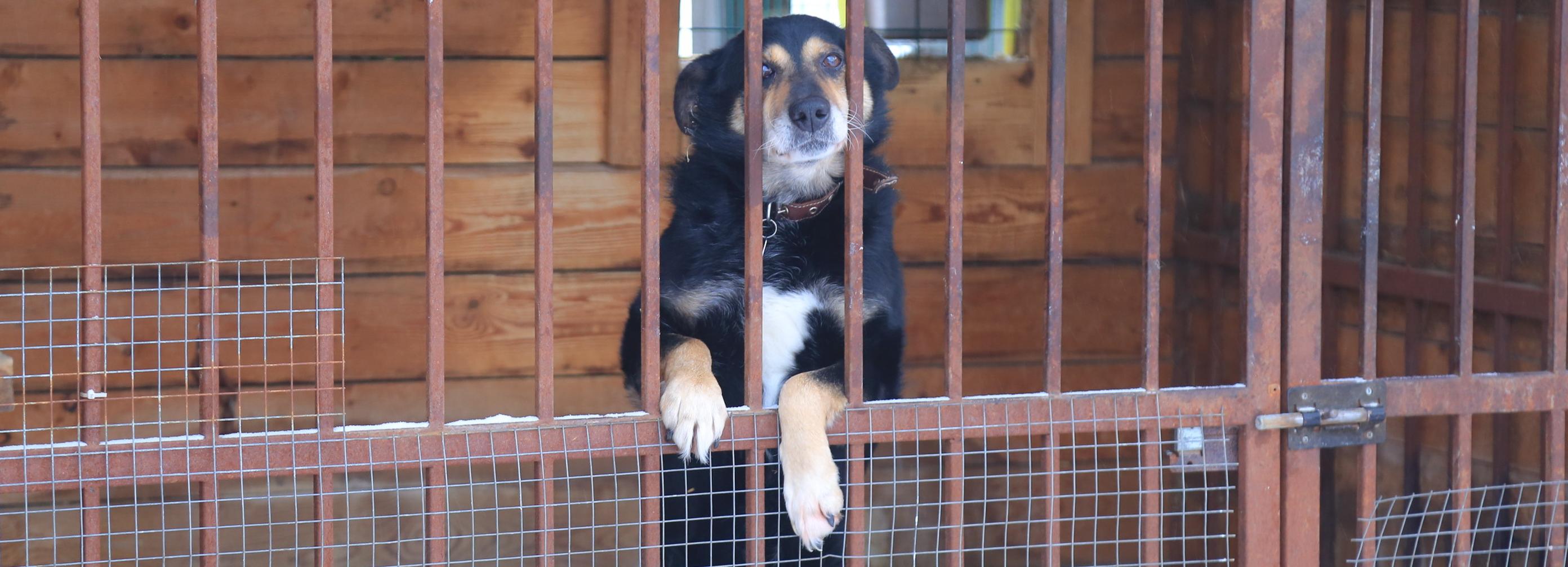 Новый приют для 128 беспризорных кошек и собак откроют в Новосибирске