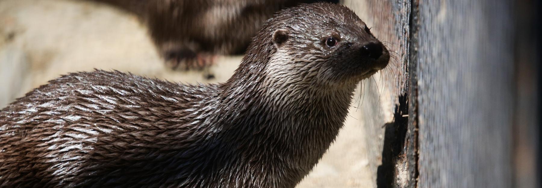 Рисуйте выдр: новосибирцам предложили принять участие в конкурсе