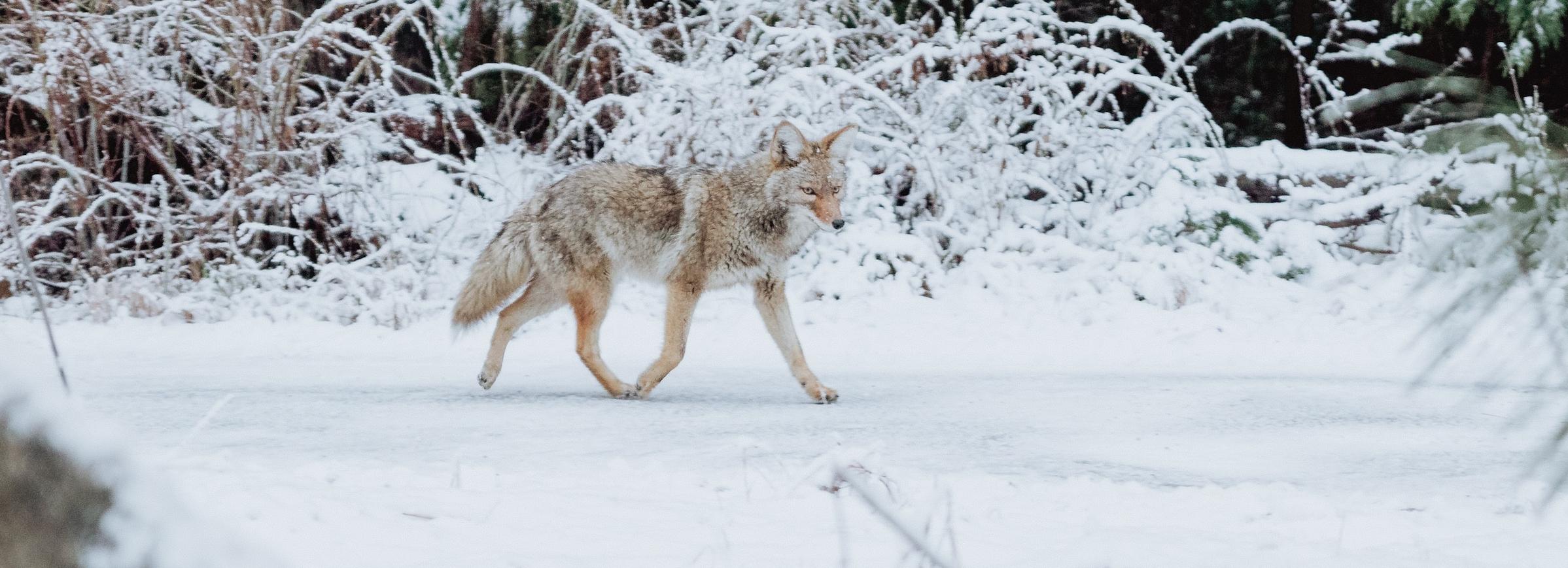Центр реабилитации диких животных построят в Кудряшовском бору